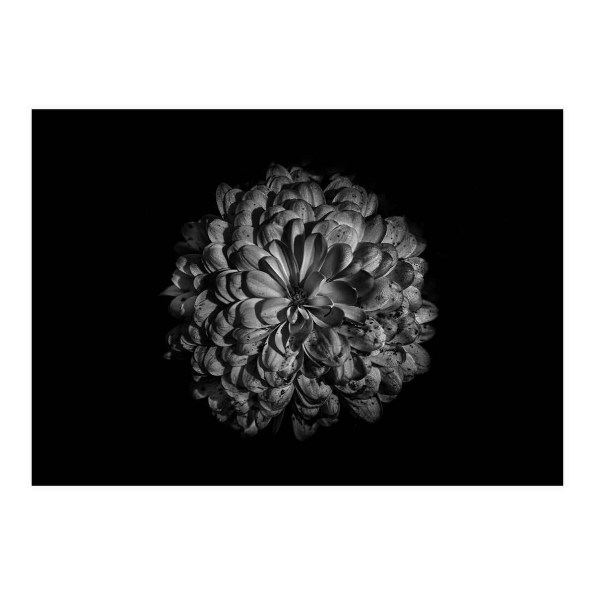 Backyard Flowers In Black And White 48 (Print Only)