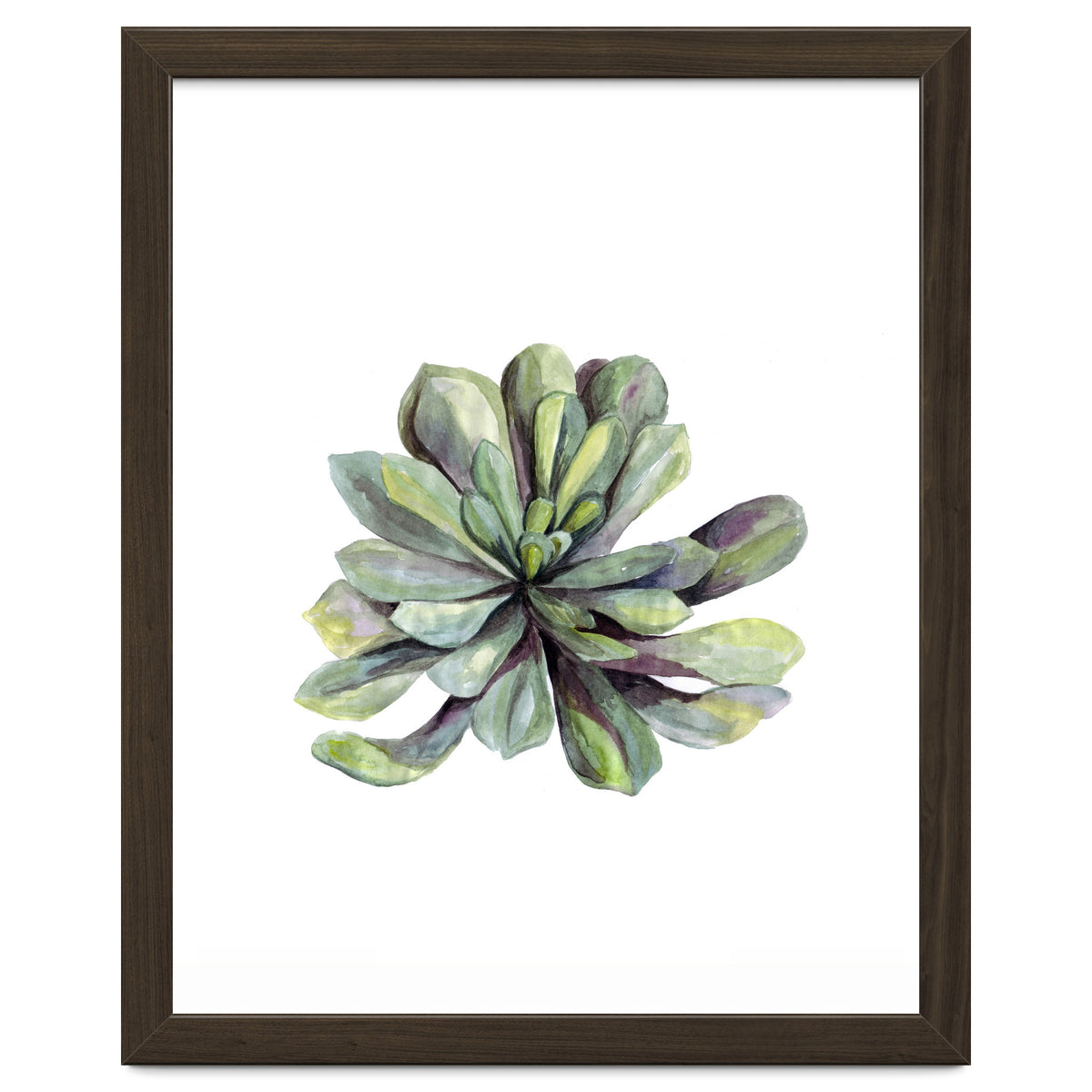 Botanical Illustration Succulent