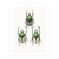 Cc Insects 04 (Print Only)