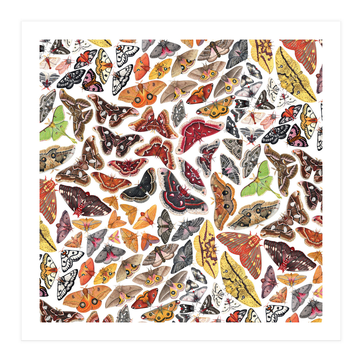 Saturniid Moths of North America Pattern (Print Only)