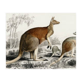 The red kangaroo illustrated (Print Only) thumbnail