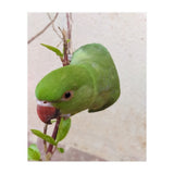Cute Parrot (Print Only) thumbnail
