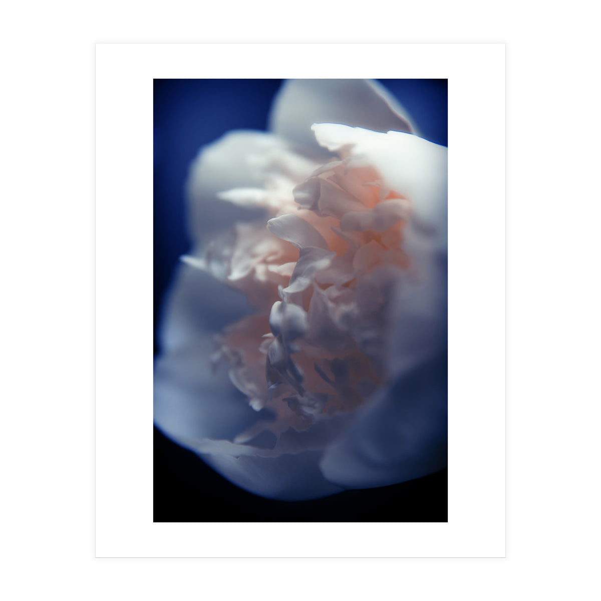 White Peony (Print Only)