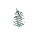 Botanical Illustration Silverfern (Print Only) thumbnail