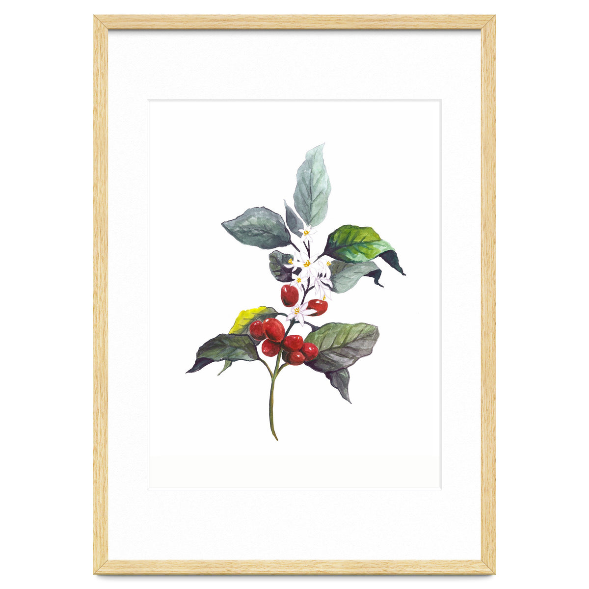 1 Botanical Illustration Kaffee Pflanze