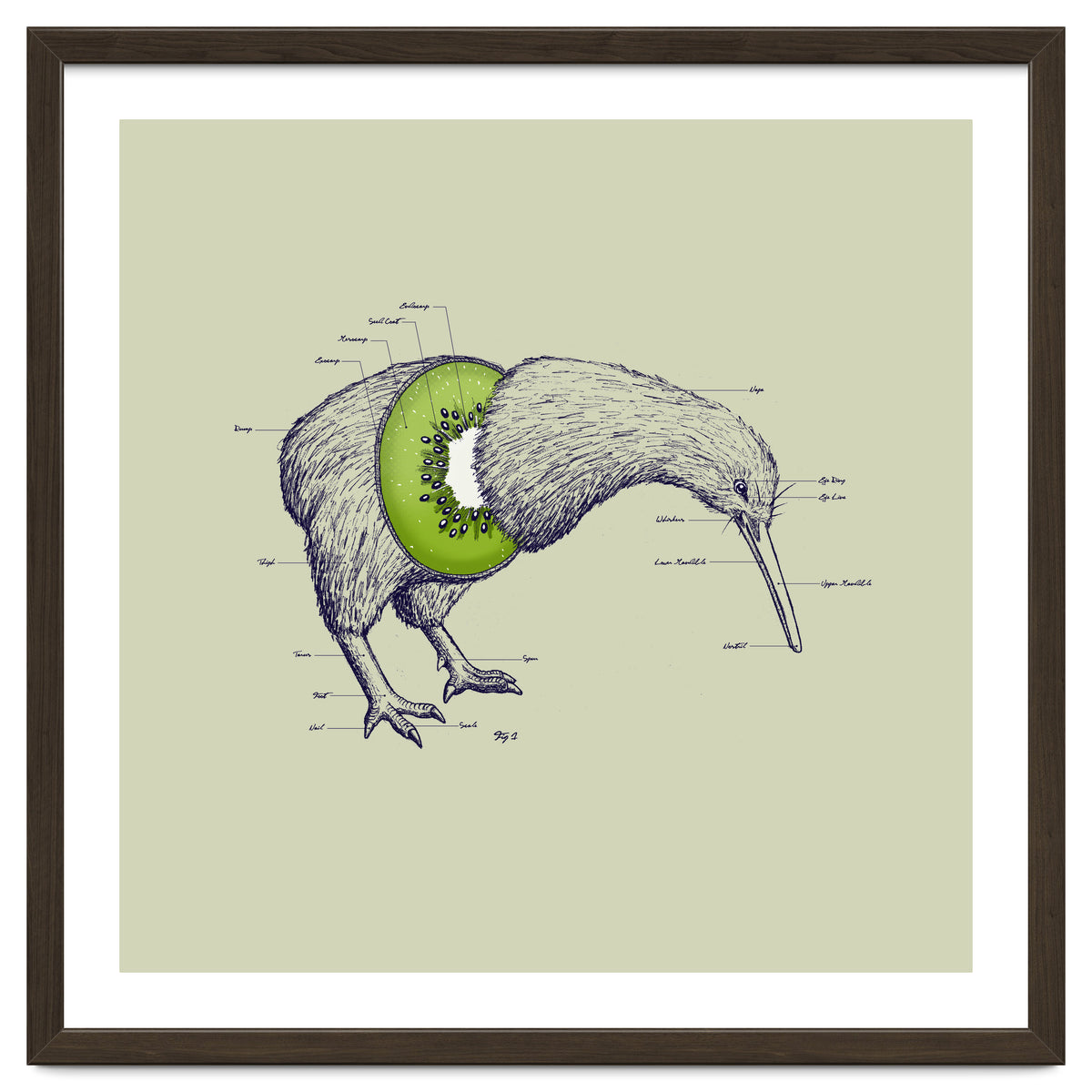 Kiwi Anatomy