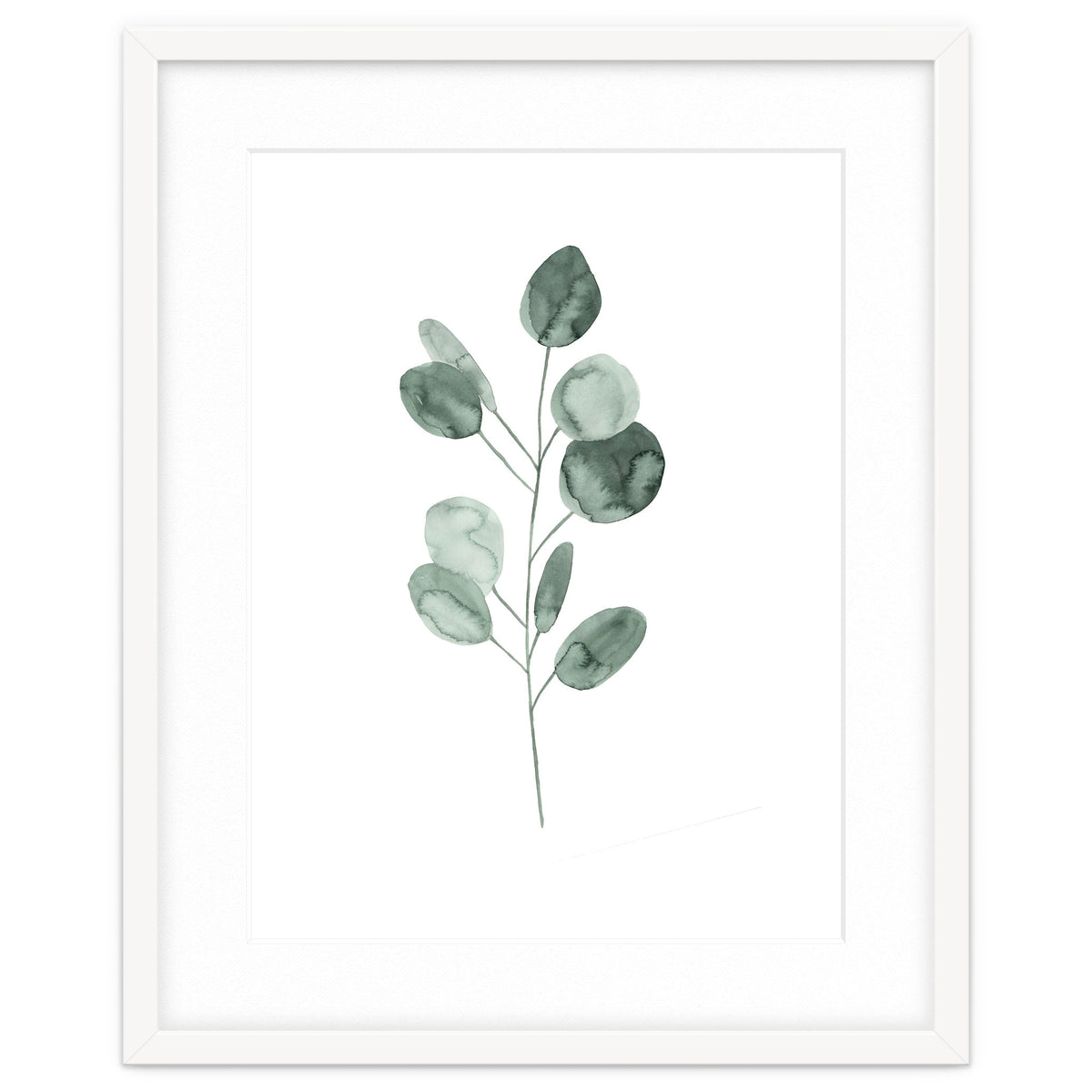 Botanical Illustration Eukalyptus2