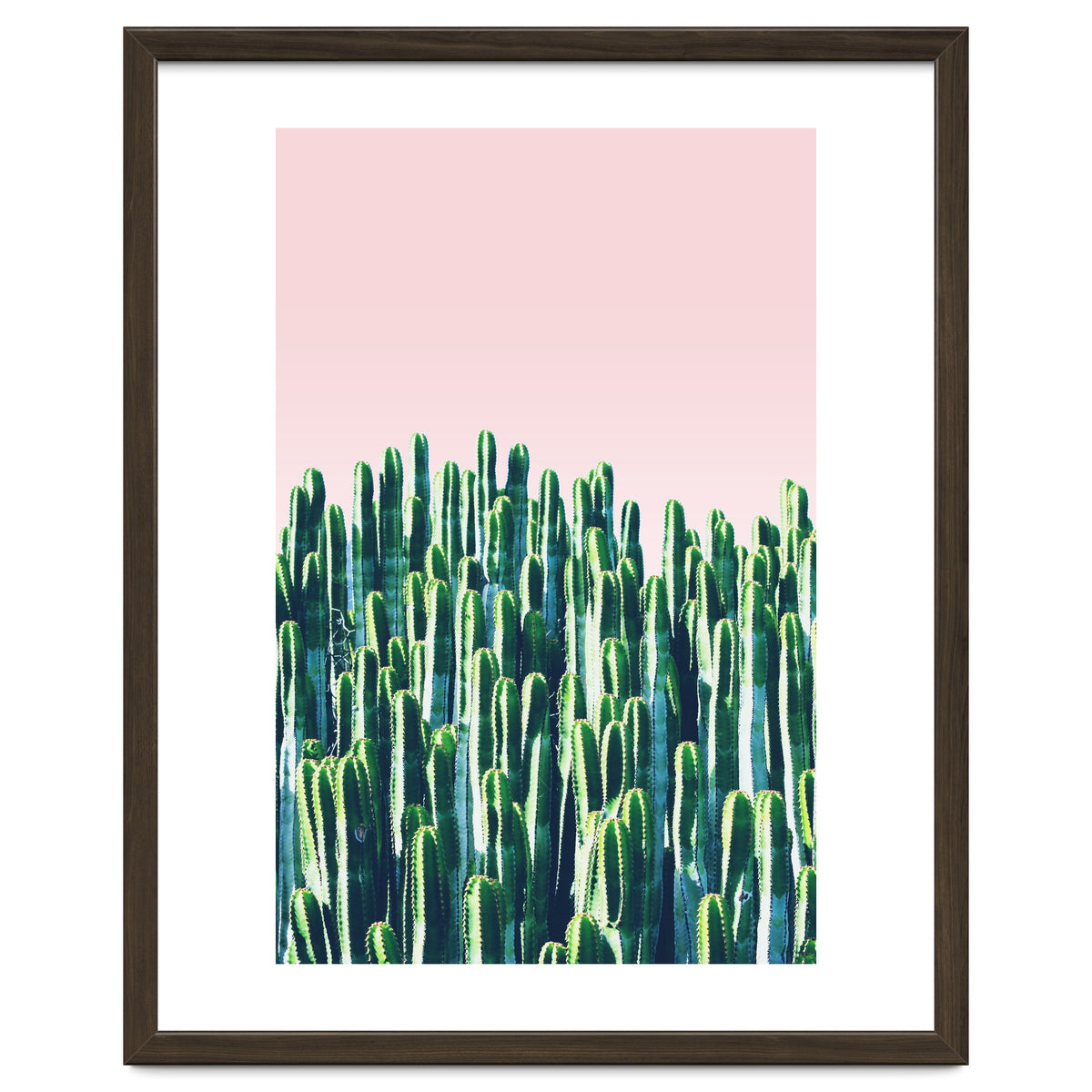Cactus & Sunset II