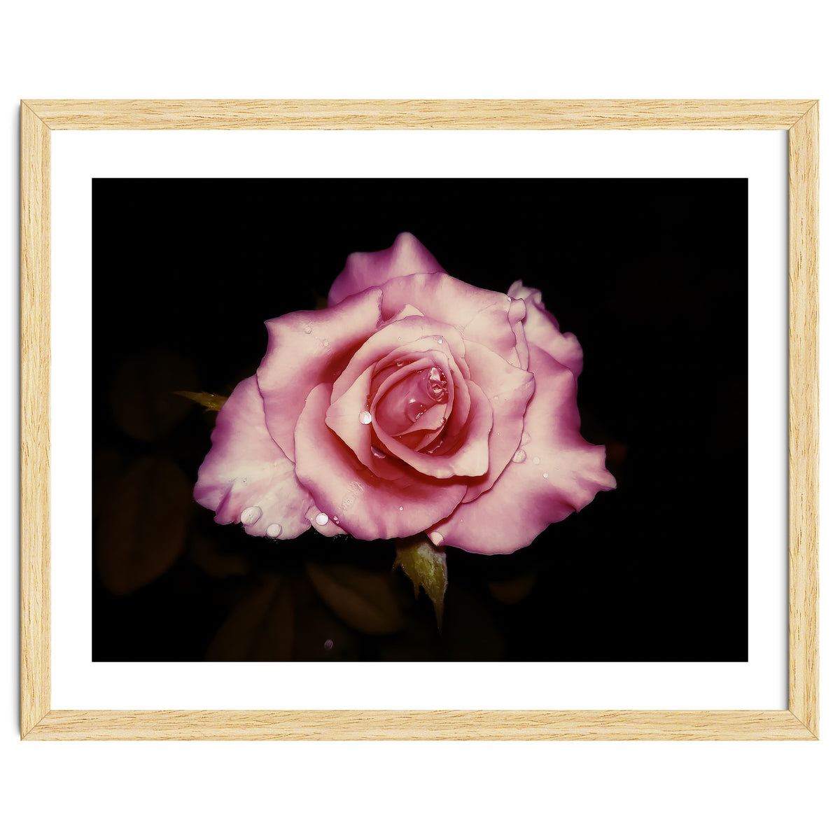 Satin Rose