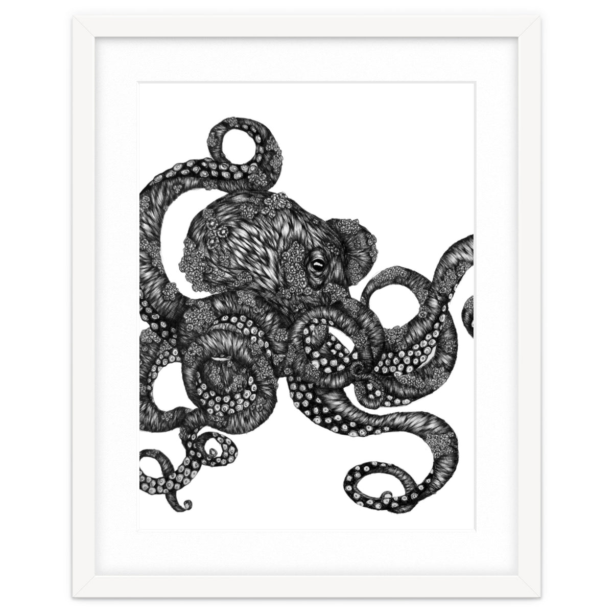 Barnacle Octopus