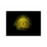 Backyard Flowers 64 Color Version (Print Only) thumbnail