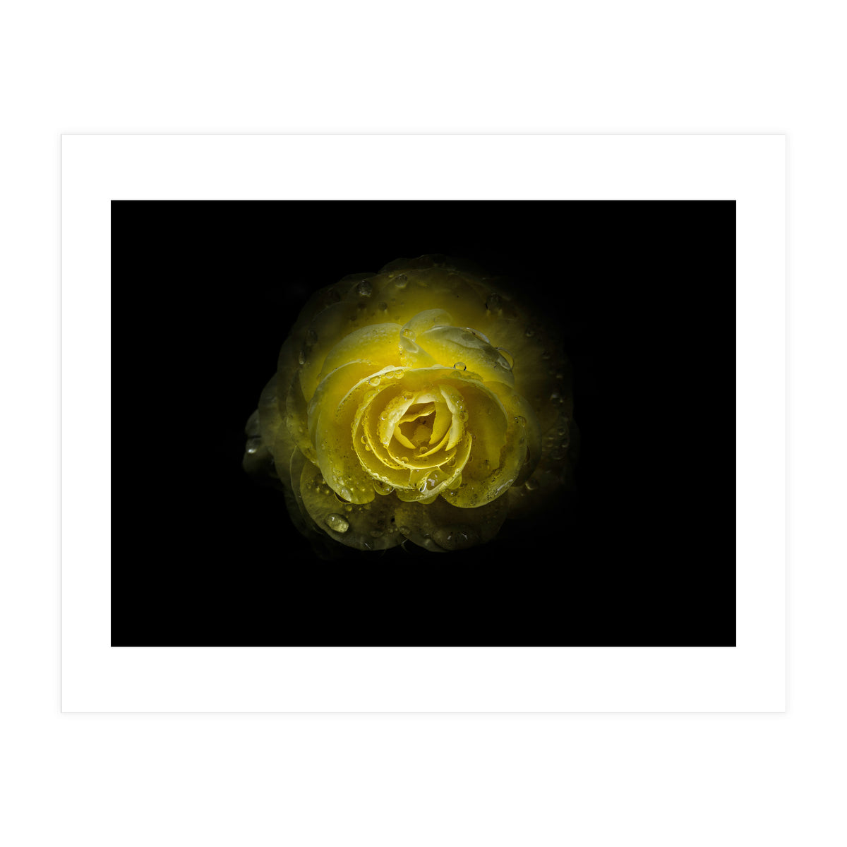 Backyard Flowers 64 Color Version (Print Only)