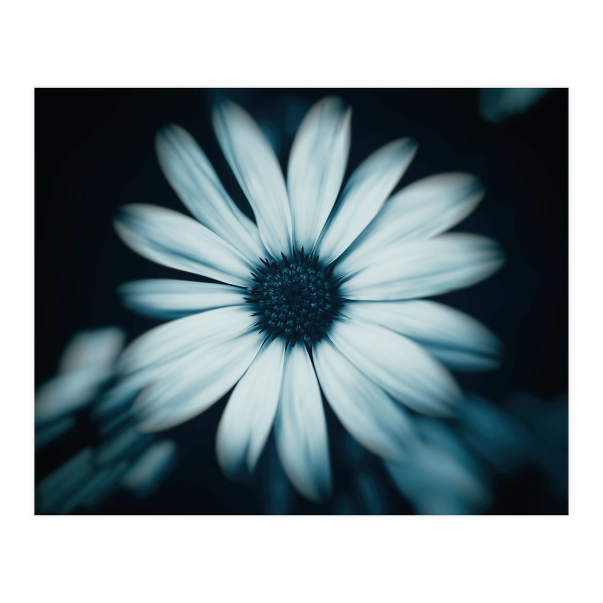 Bellis Perennis (Print Only)