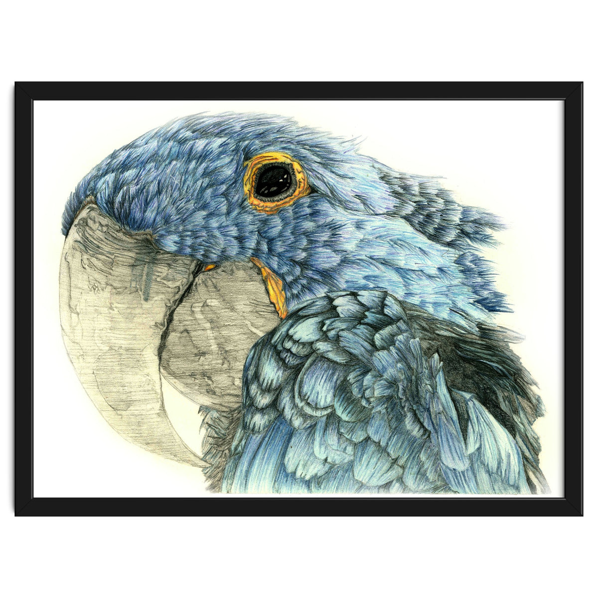 Blue Parrot