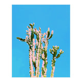 Cactus Beauty (Print Only) thumbnail