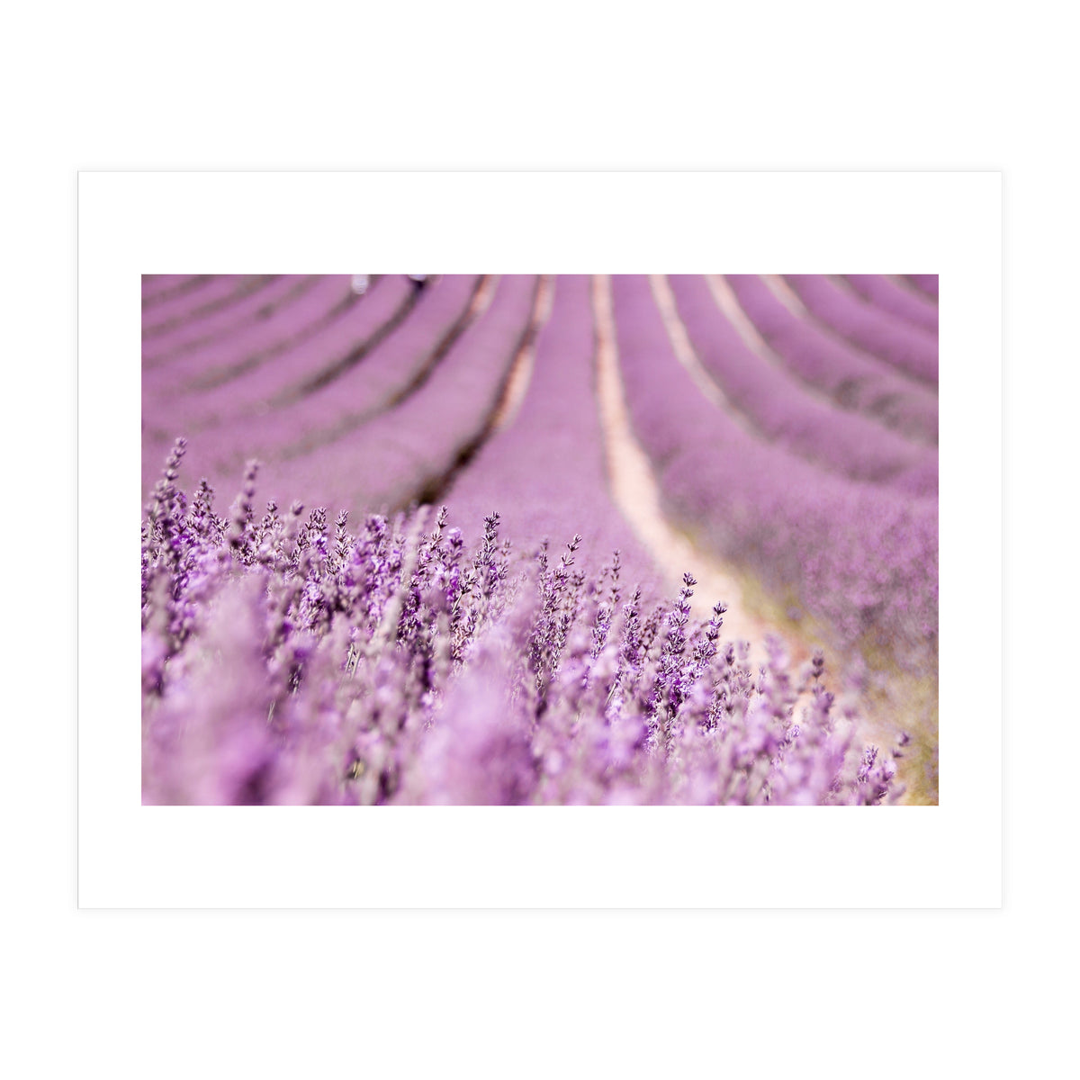 Lavender Happiness (Print Only)
