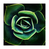 DARKSIDE OF SUCCULENTS XIV (Print Only) thumbnail