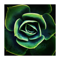 DARKSIDE OF SUCCULENTS XIV (Print Only)