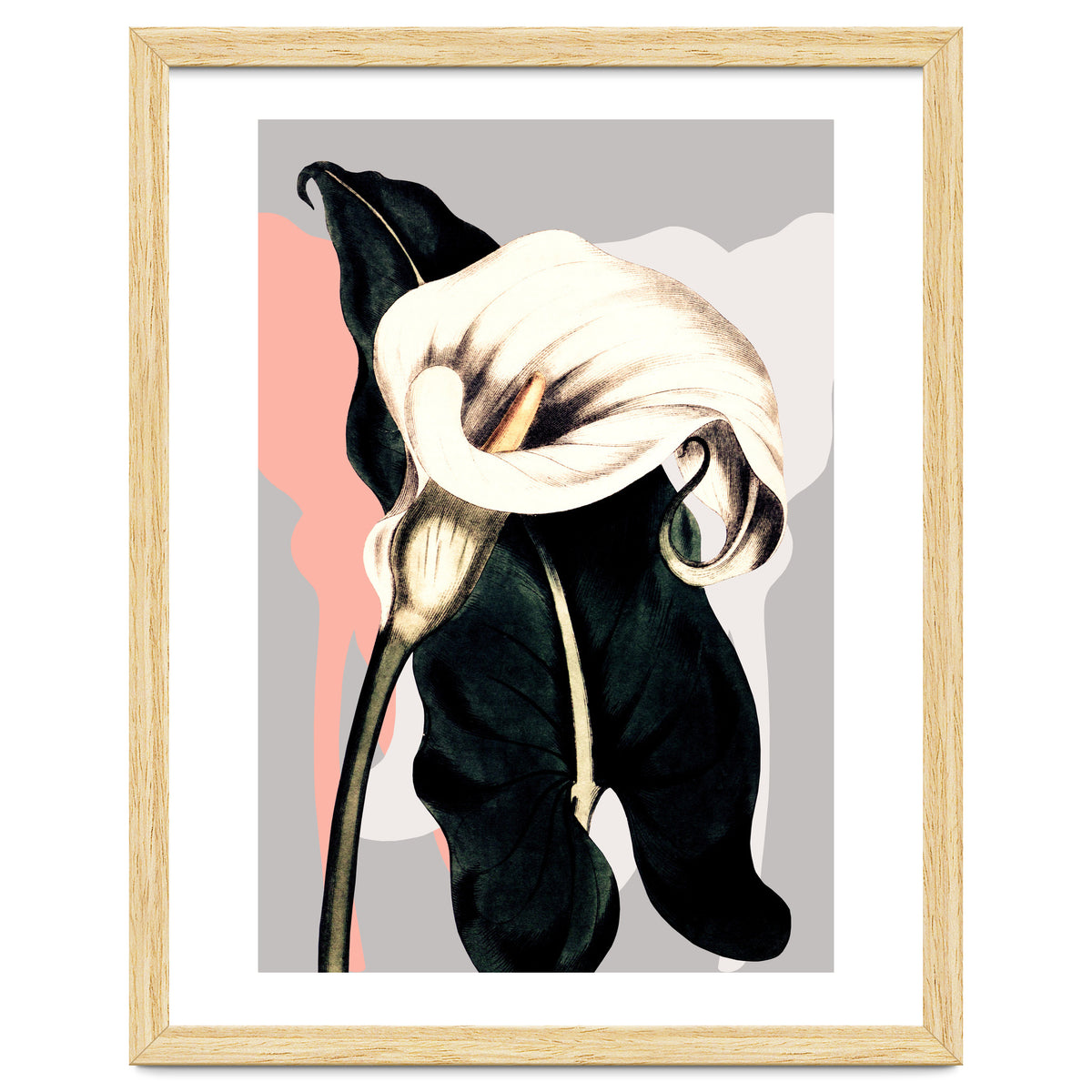 Calla lily flower