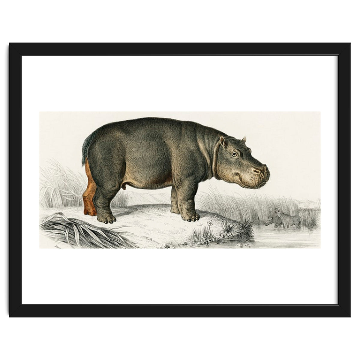 Hippopotamus illustrated