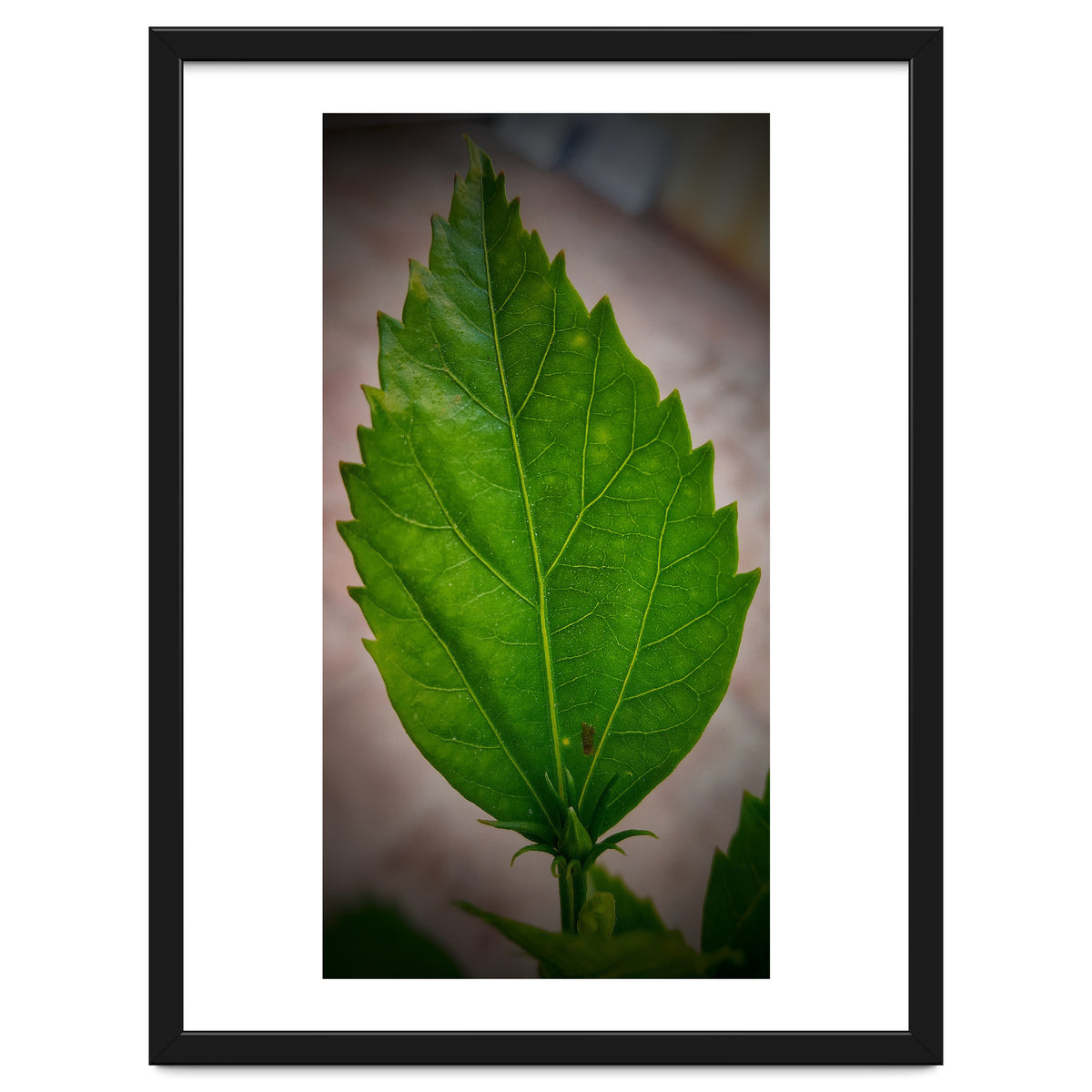 Hibiscus Plant Petal