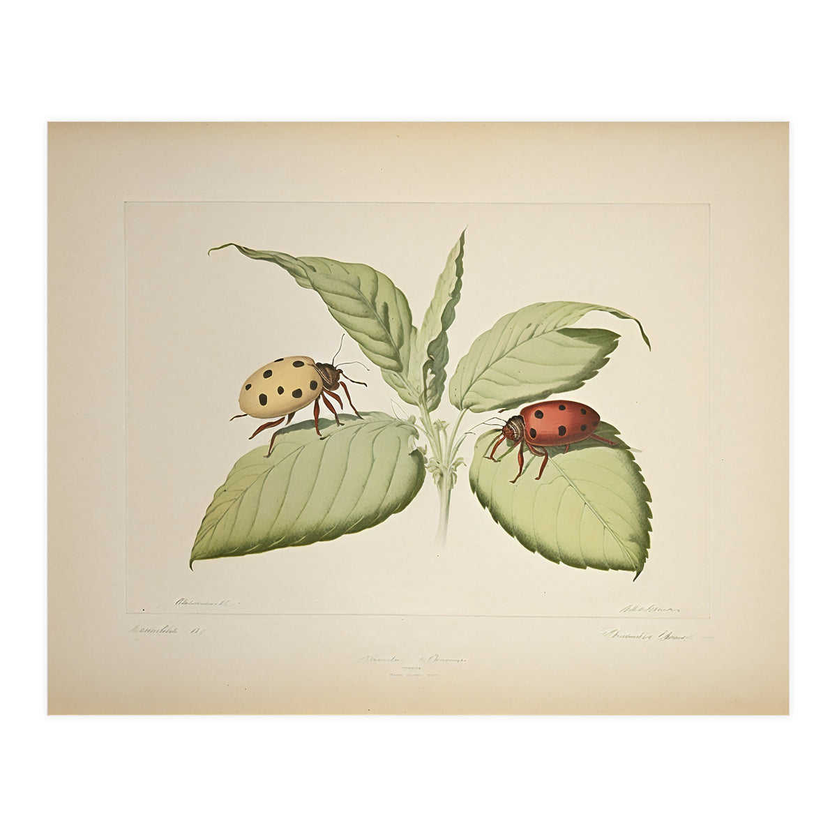 Vintage Ladybirds Illustration (Print Only)