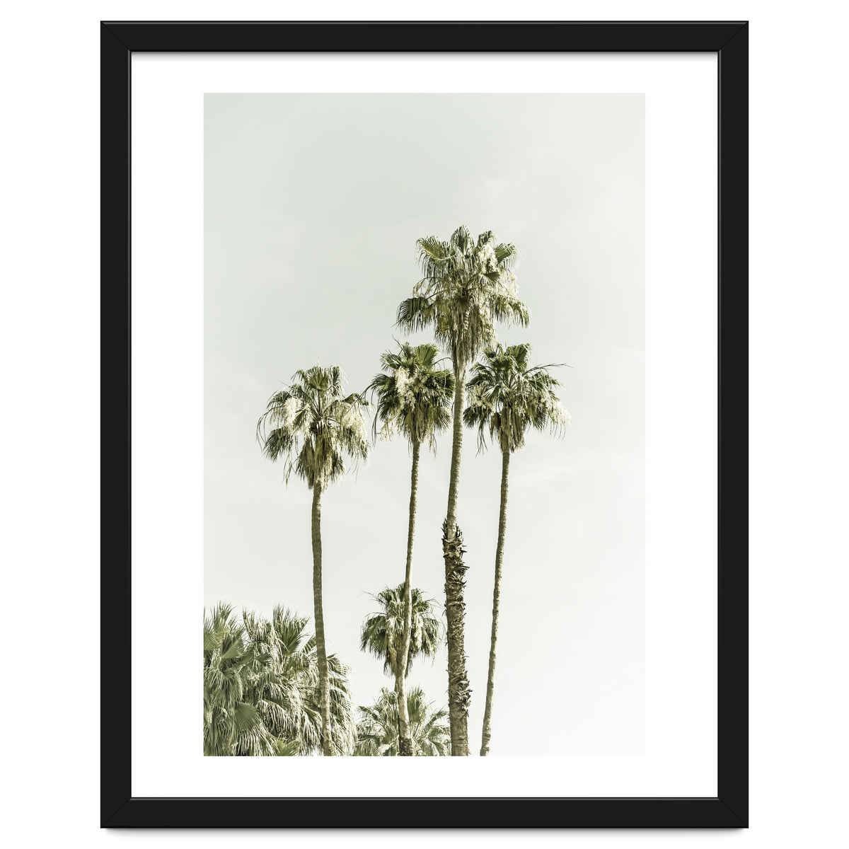 Palm Trees Summertime