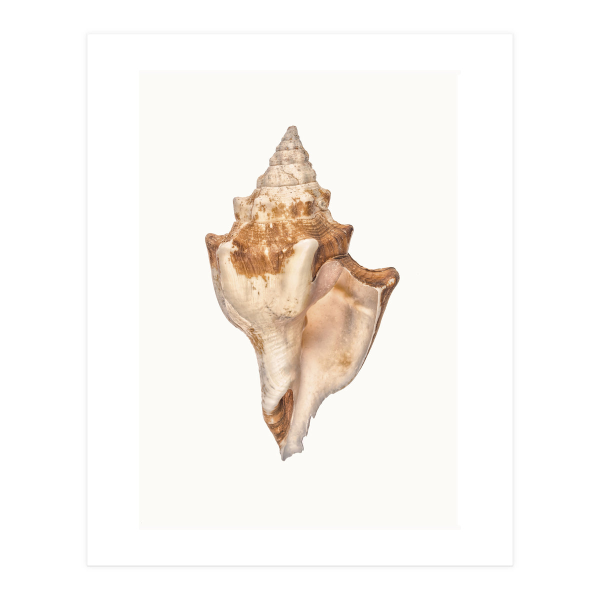 Cc Shell 01 (Print Only)