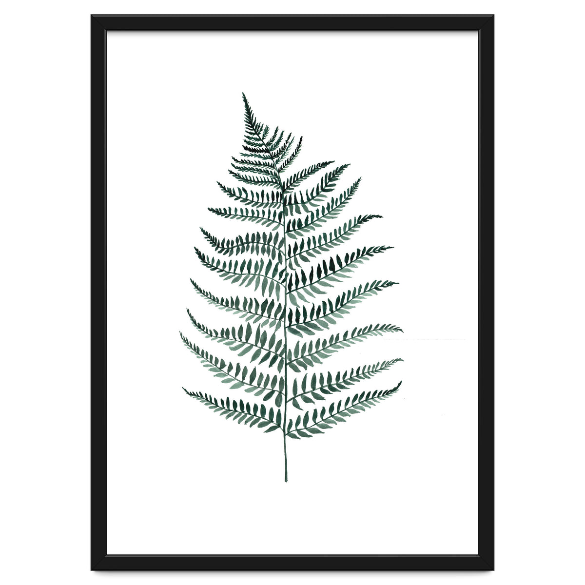 Botanical Illustration Silverfern
