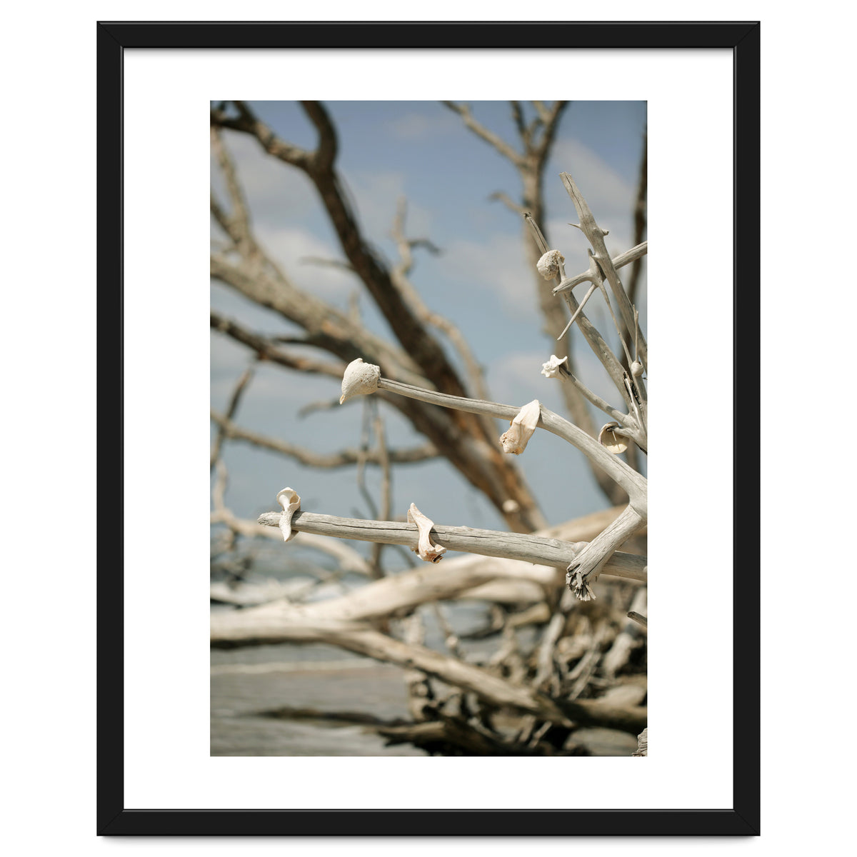 Seashells And Driftwood