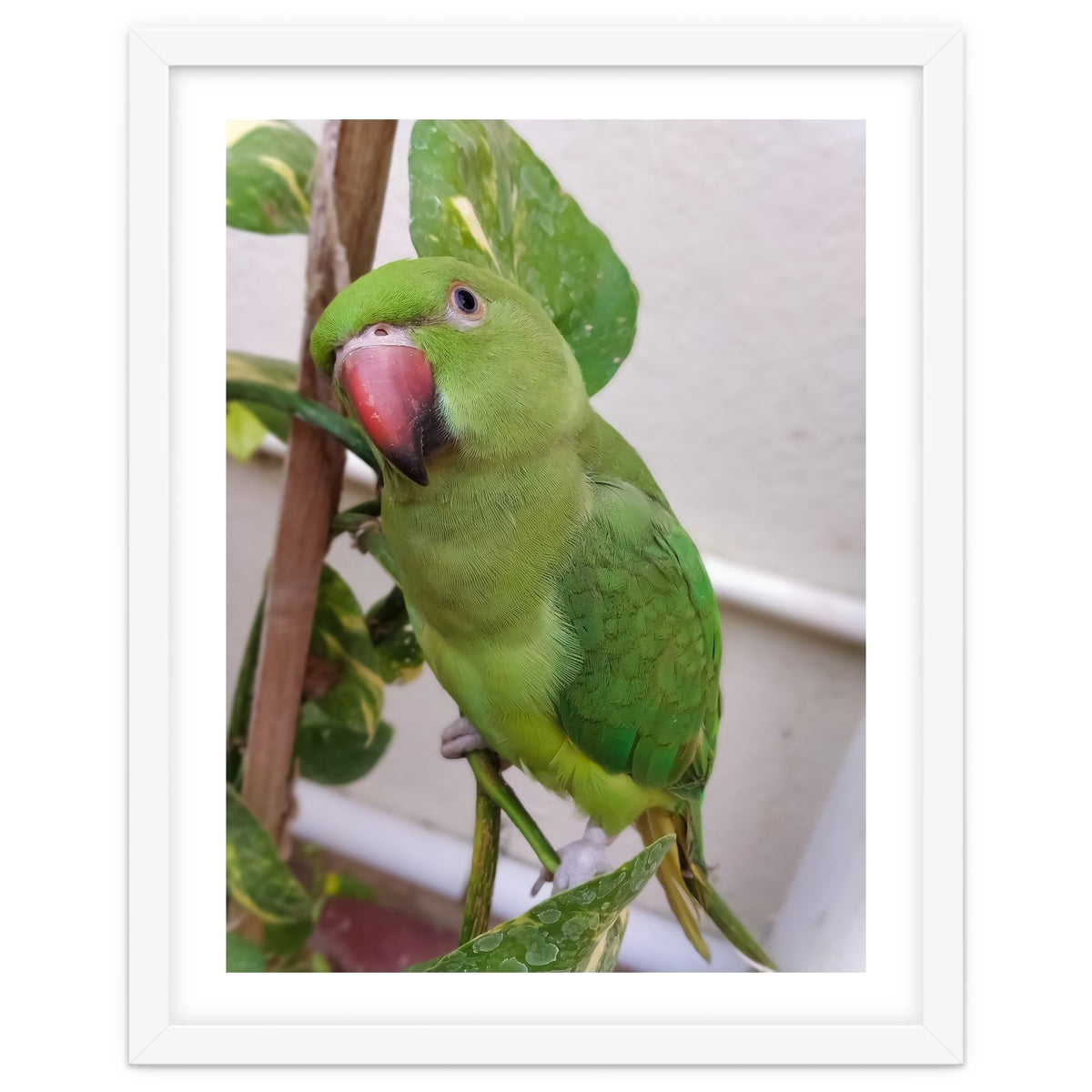 Posing Indian Parrot
