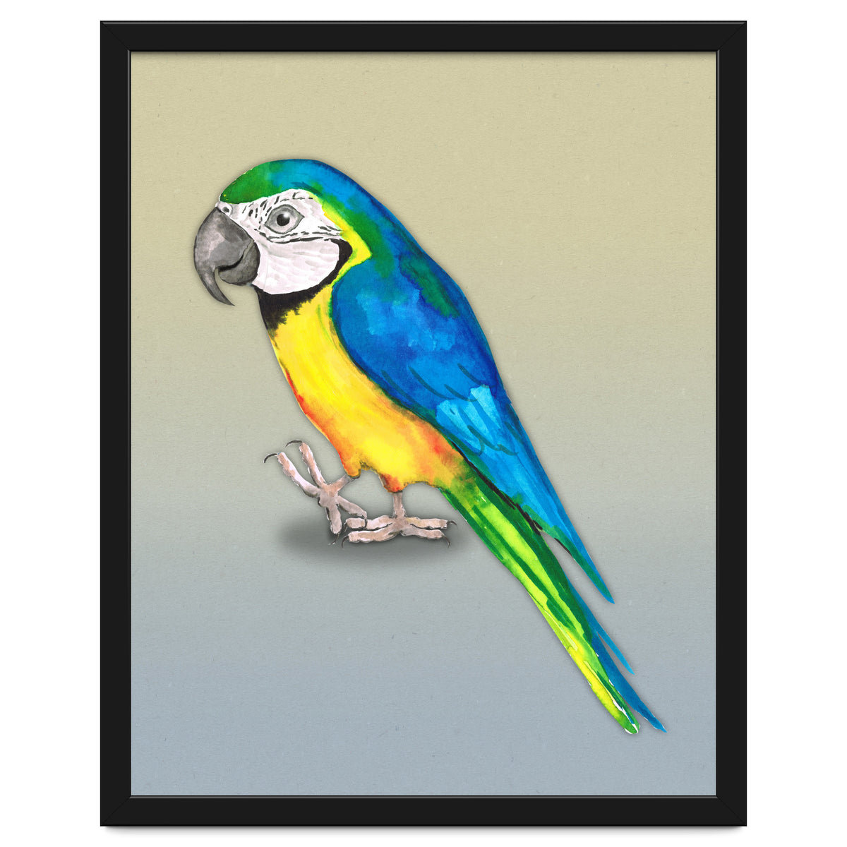 Blue and yellow macaw