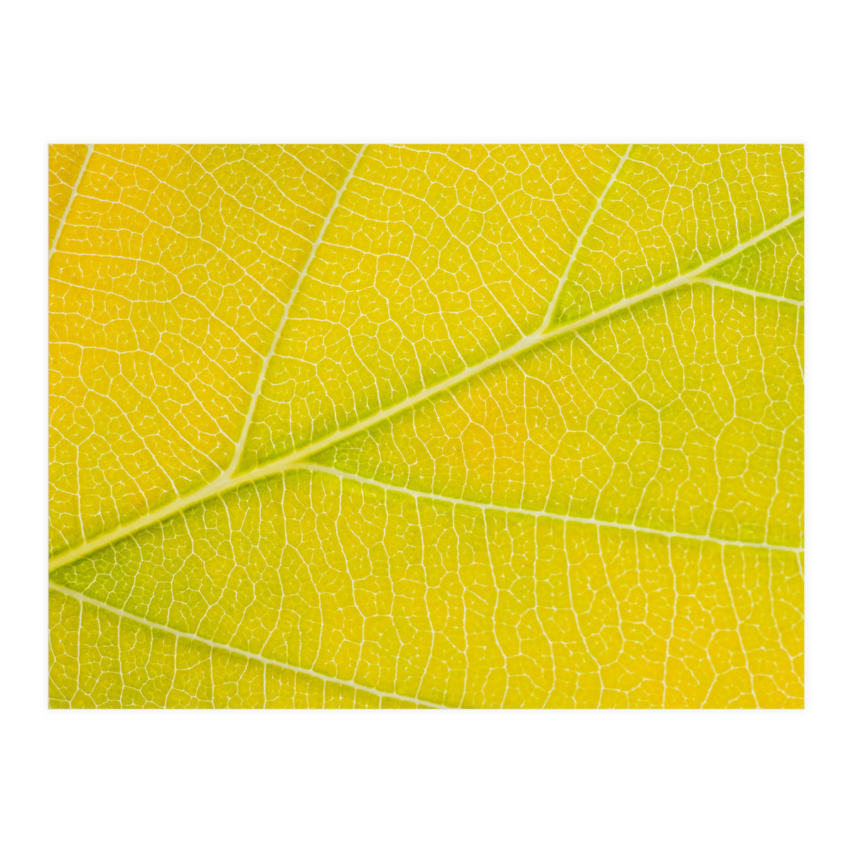 Autumn Leaf (Print Only)