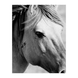 27 (Print Only) thumbnail