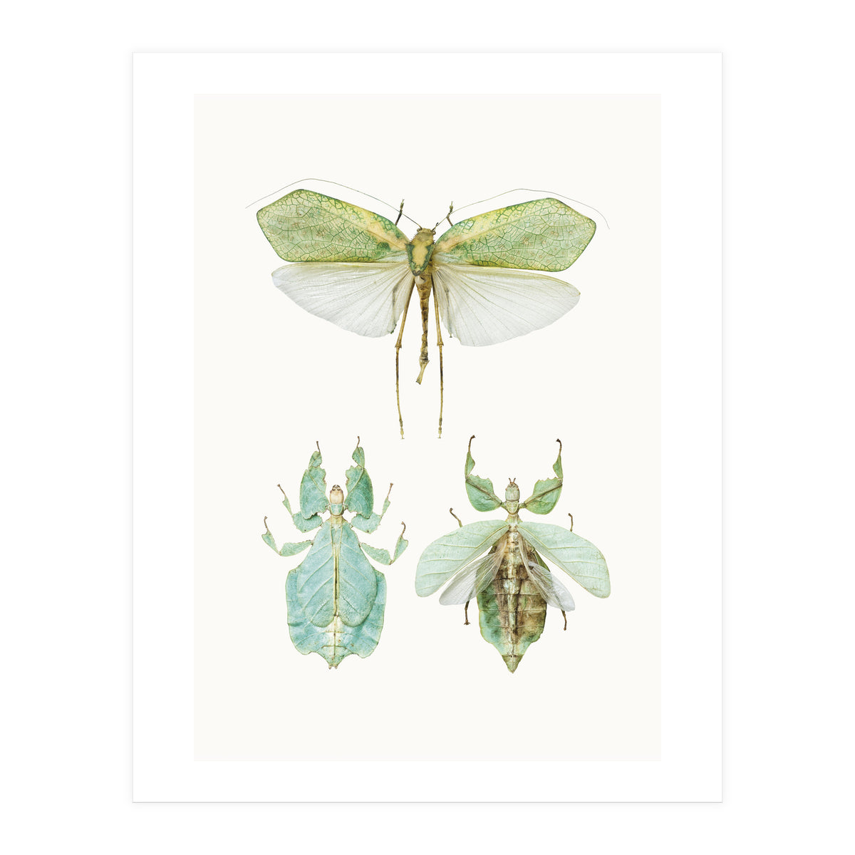 Cc Insects 07 (Print Only)
