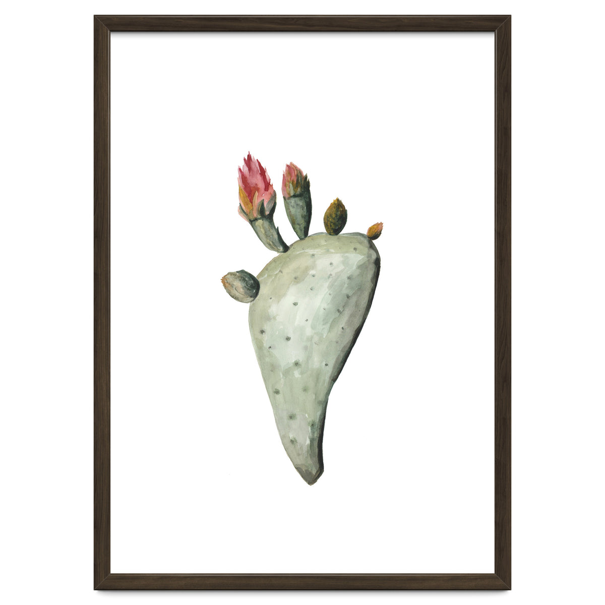 Botanical Illustration Cactus Flowers