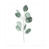 Botanical Illustration Eukalyptus2 (Print Only) thumbnail