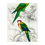 Different types of birds illustrated (Print Only) thumbnail