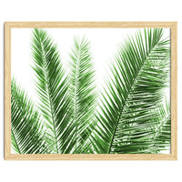 Palm Leaves