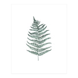 Botanical Illustration Silverfern (Print Only) thumbnail