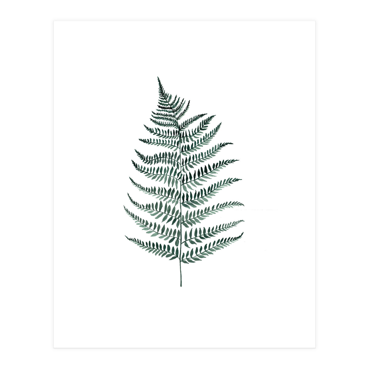 Botanical Illustration Silverfern (Print Only)
