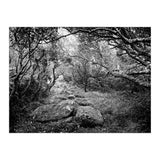 Undergrowth in black and white (Print Only) thumbnail