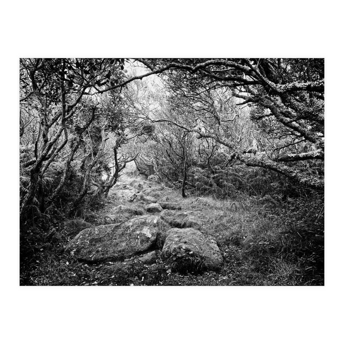 Undergrowth in black and white (Print Only)