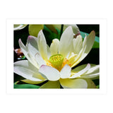 Lotus Flower (Print Only) thumbnail
