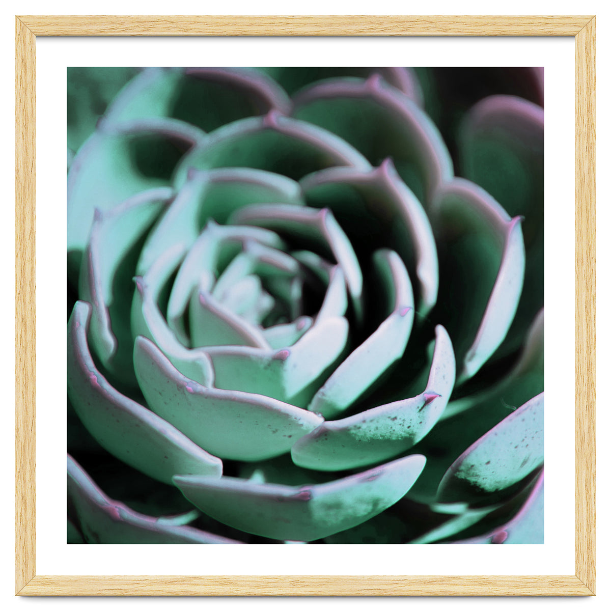 DARKSIDE OF SUCCULENTS III-A