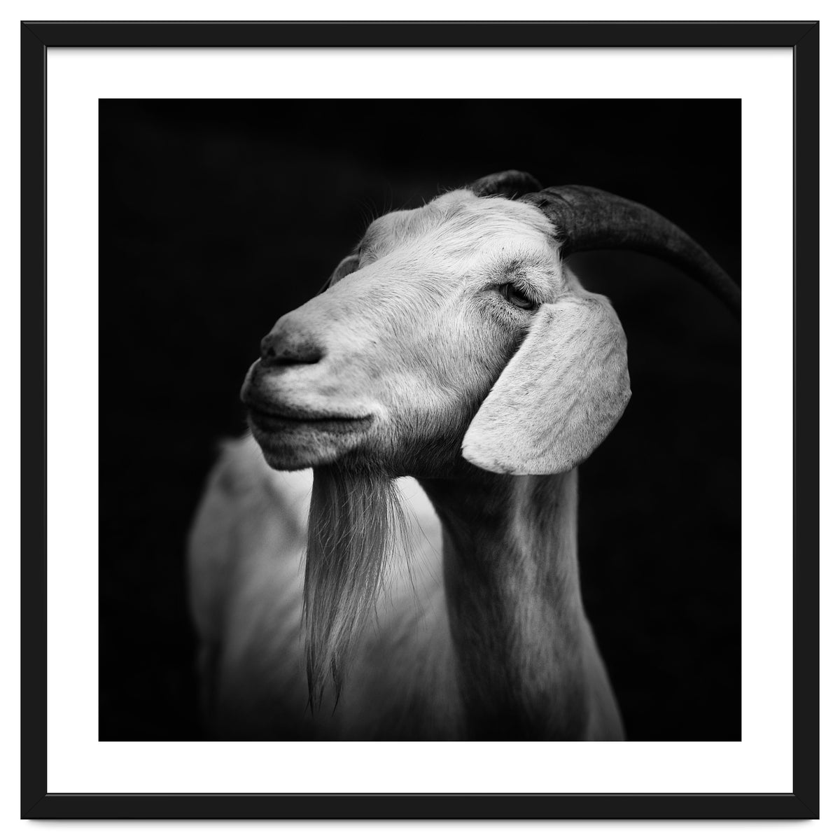 Billy Goat Adam