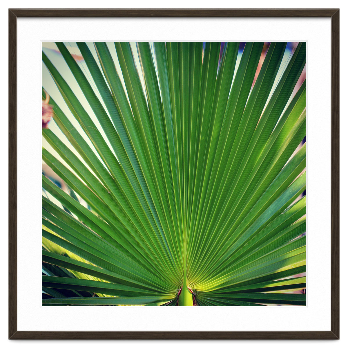 palm leaf