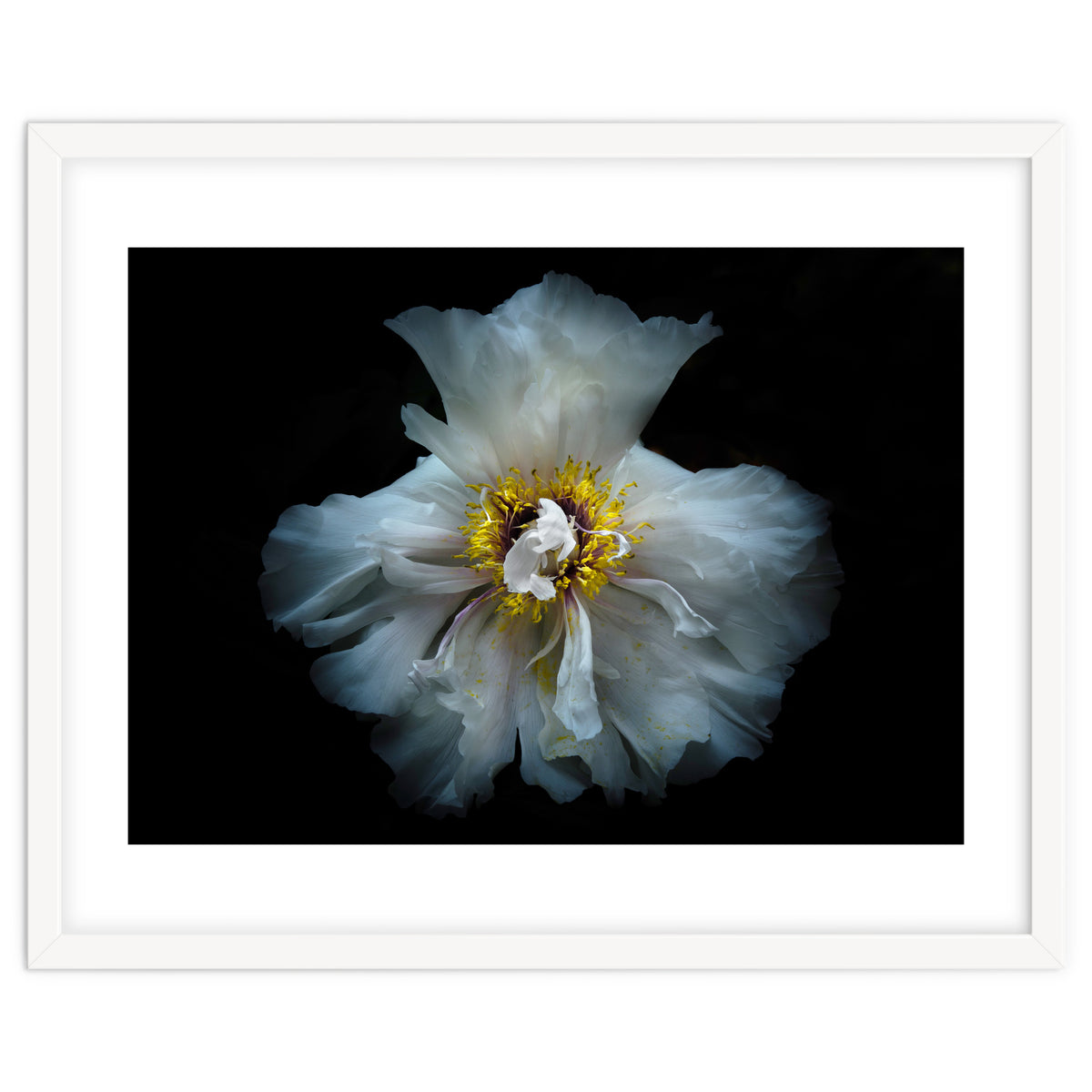 Backyard Flowers 49 Color Version