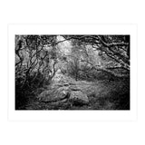 Undergrowth in black and white (Print Only) thumbnail
