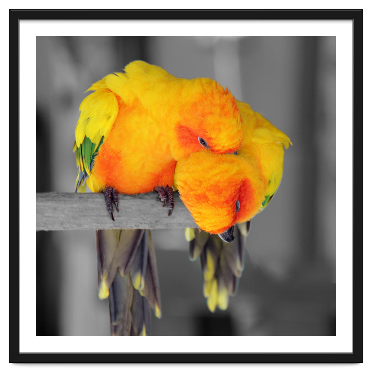 Two sun conures